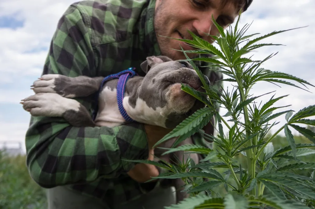 PhytoFamily founder with Daizee in the hemp field